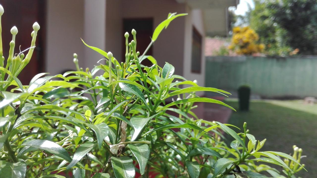 Mutu Villa Dikwella Ngoại thất bức ảnh